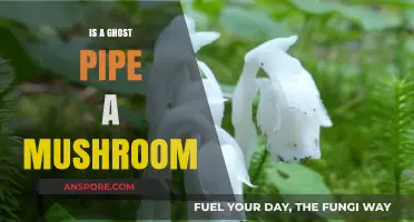 Is Ghost Pipe a Mushroom? Unveiling the Mystery of This Unique Plant