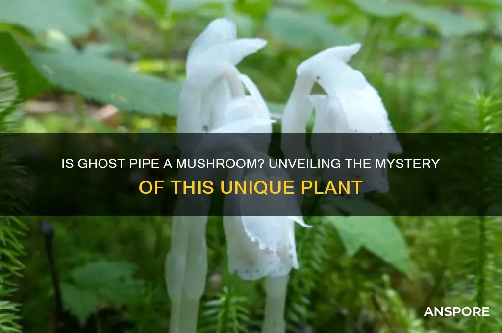 is a ghost pipe a mushroom