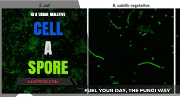 Are Gram-Negative Bacteria Capable of Forming Spores?