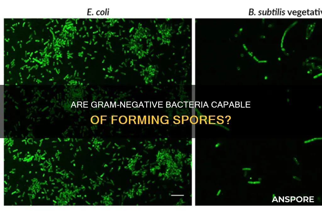 is a gram negative cell a spore