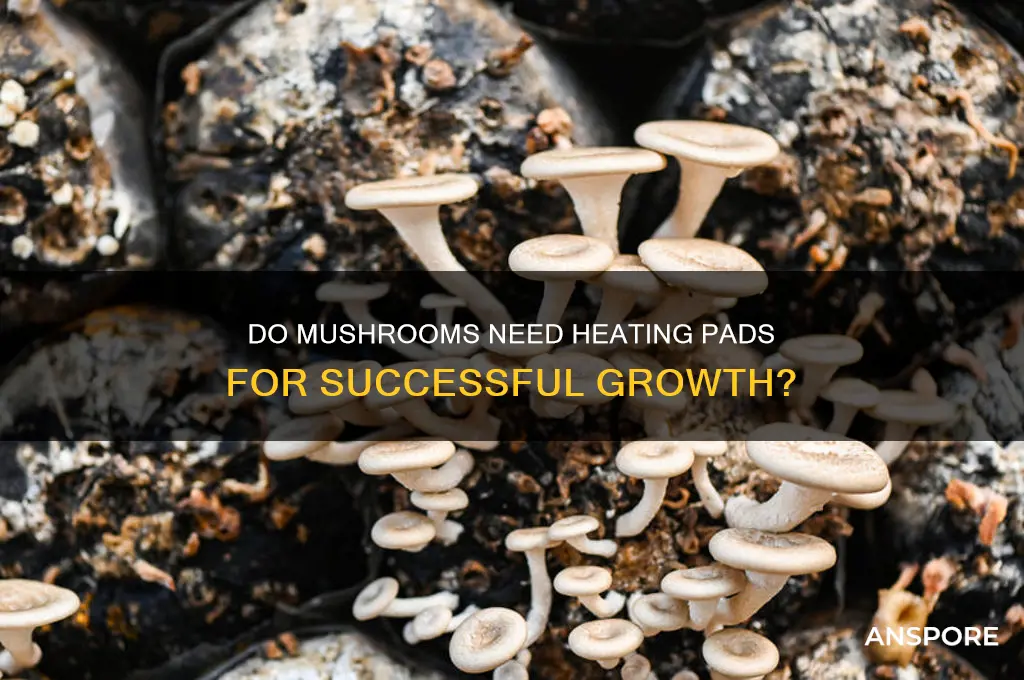 is a heating pad needed to grow mushrooms