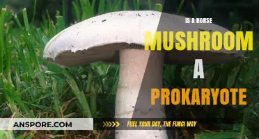 Is the Horse Mushroom a Prokaryote? Unraveling Its Cellular Mystery