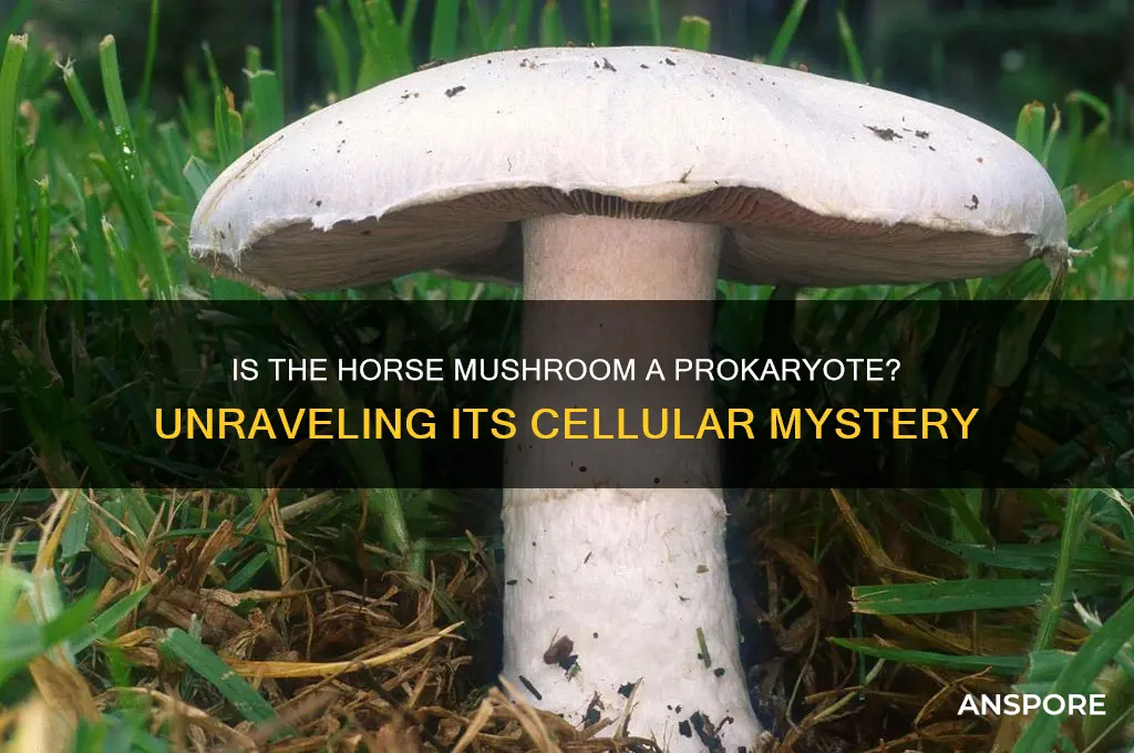 is a horse mushroom a prokaryote