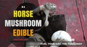 Is the Horse Mushroom Edible? A Comprehensive Guide to Safety