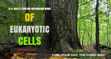 Jack O' Lantern Mushroom: Eukaryotic Cells Unveiled in Its Glow