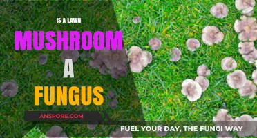 Are Lawn Mushrooms Fungi? Unveiling the Truth Behind Your Yard's Growth