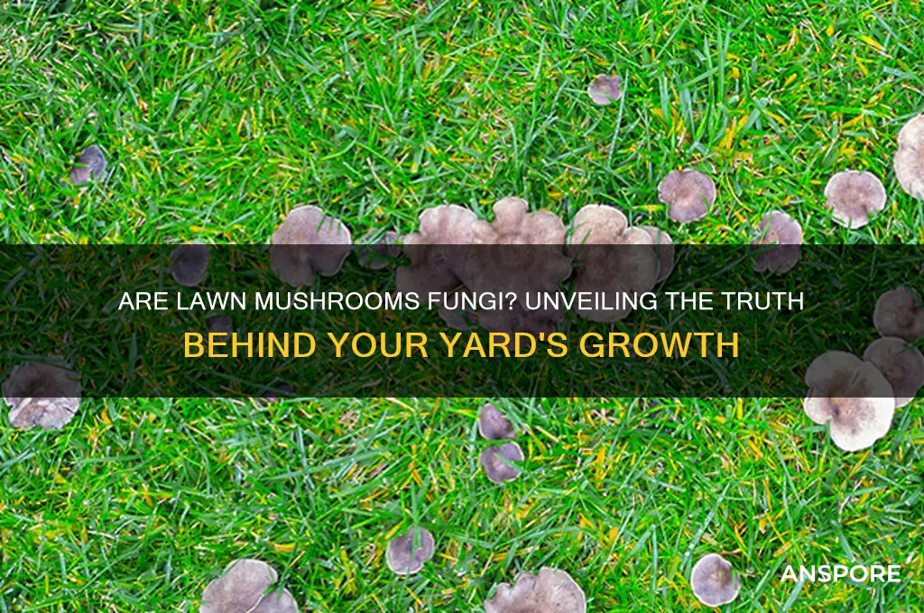 is a lawn mushroom a fungus