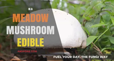 Can You Eat Meadow Mushrooms? A Guide to Edibility and Safety