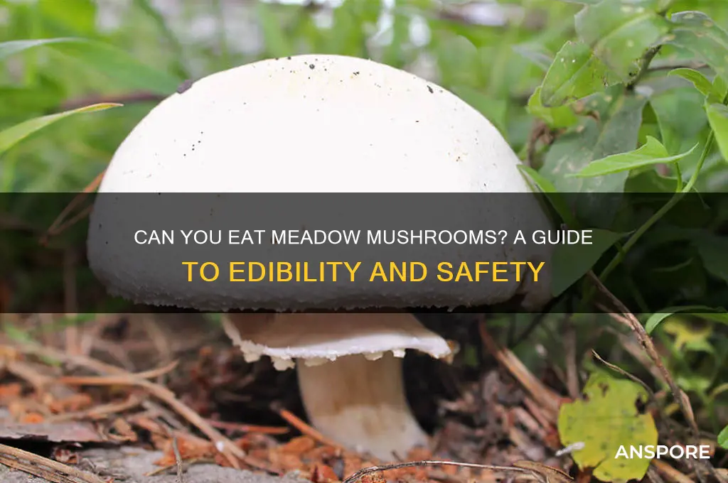 is a meadow mushroom edible