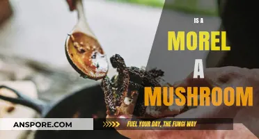Is a Morel a Mushroom? Unveiling the Truth About This Fungal Delicacy