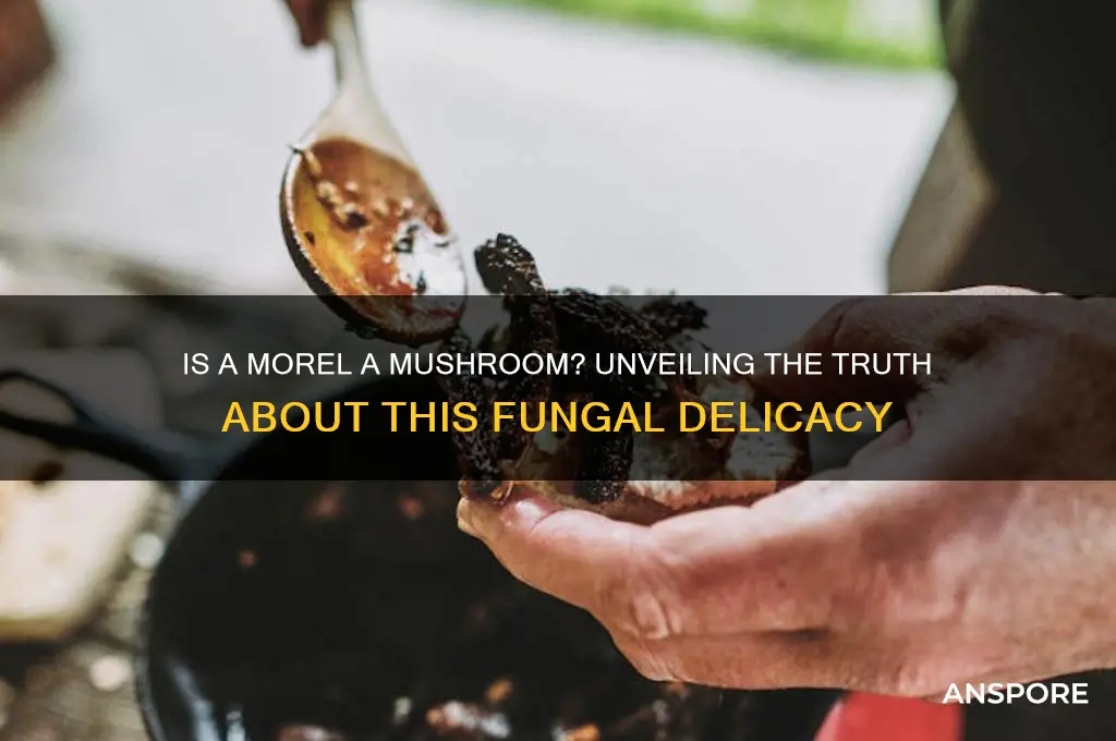 is a morel a mushroom