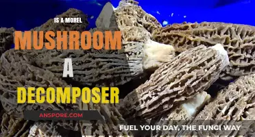 Are Morel Mushrooms Decomposers? Unveiling Their Ecological Role in Forests