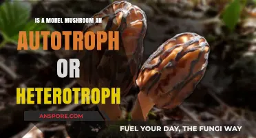 Morel Mushrooms: Autotrophs or Heterotrophs? Unraveling Their Nutritional Secrets