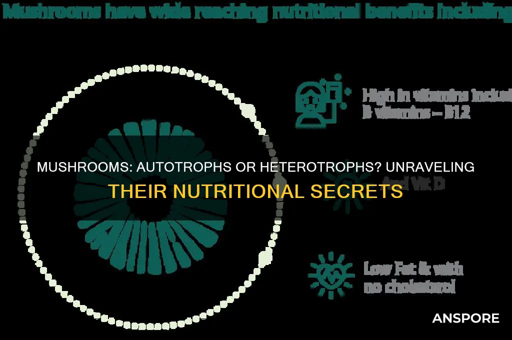 is a mushroom a autotroph or heterotroph