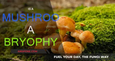Mushrooms: Bryophytes or Not?