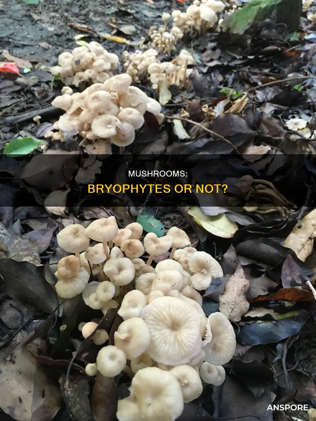 is a mushroom a bryophyte