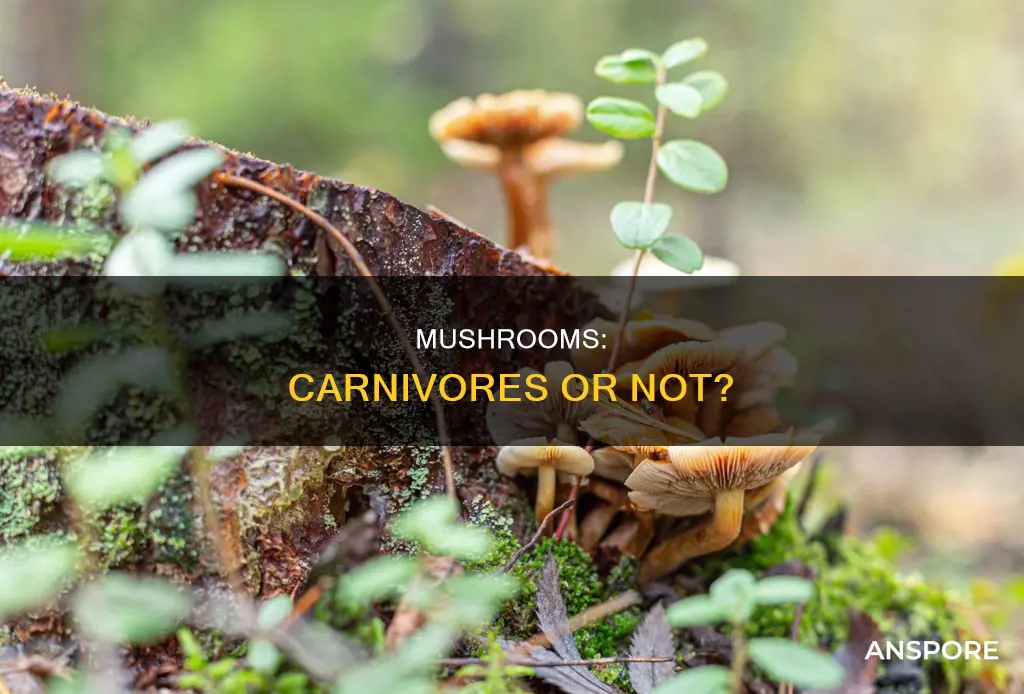 is a mushroom a carnivore