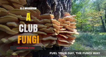 Are Mushrooms Club Fungi? Unveiling Their Kingdom Classification