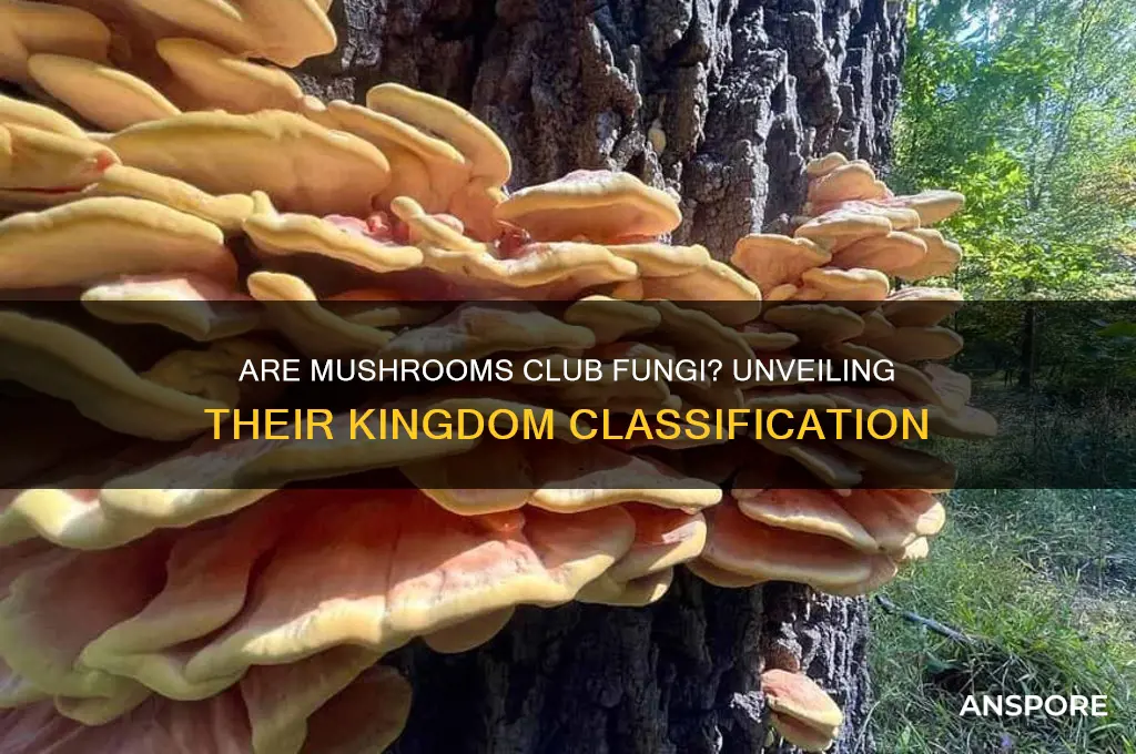 is a mushroom a club fungi