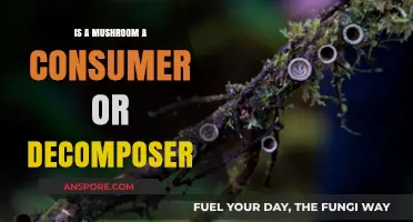 Mushrooms: Consumers or Decomposers? Unraveling Their Ecological Role