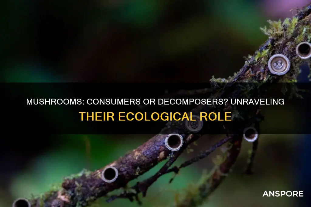 is a mushroom a consumer or decomposer