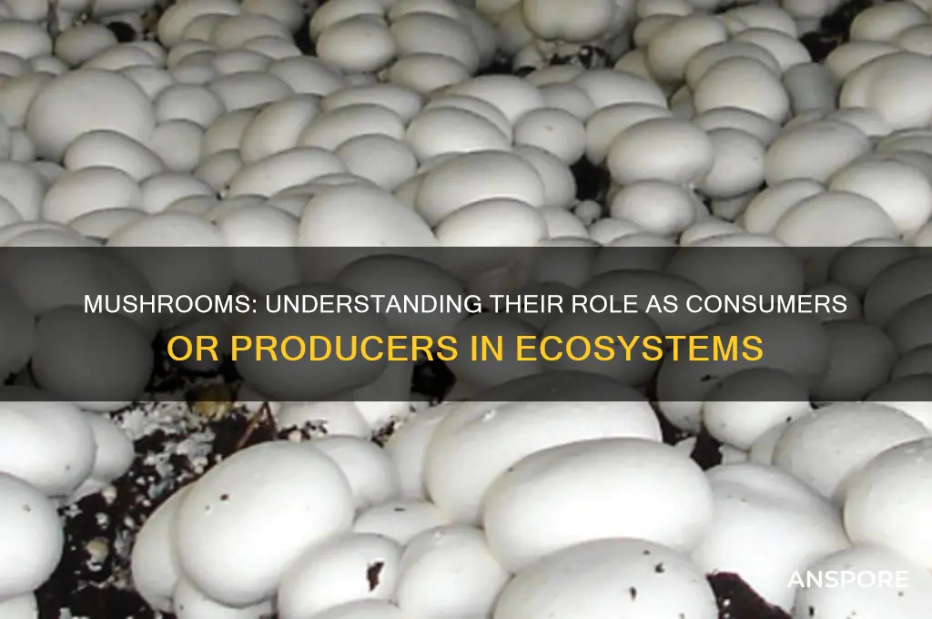is a mushroom a consumer or producer