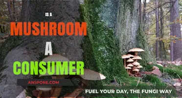 Mushrooms: Consumers or Not?