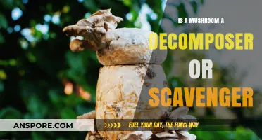 Mushrooms: Decomposers, Scavengers, or Both? Unraveling Their Ecological Role