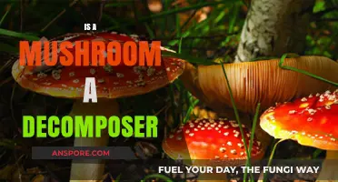 Mushrooms: Nature's Decomposing Superheroes?