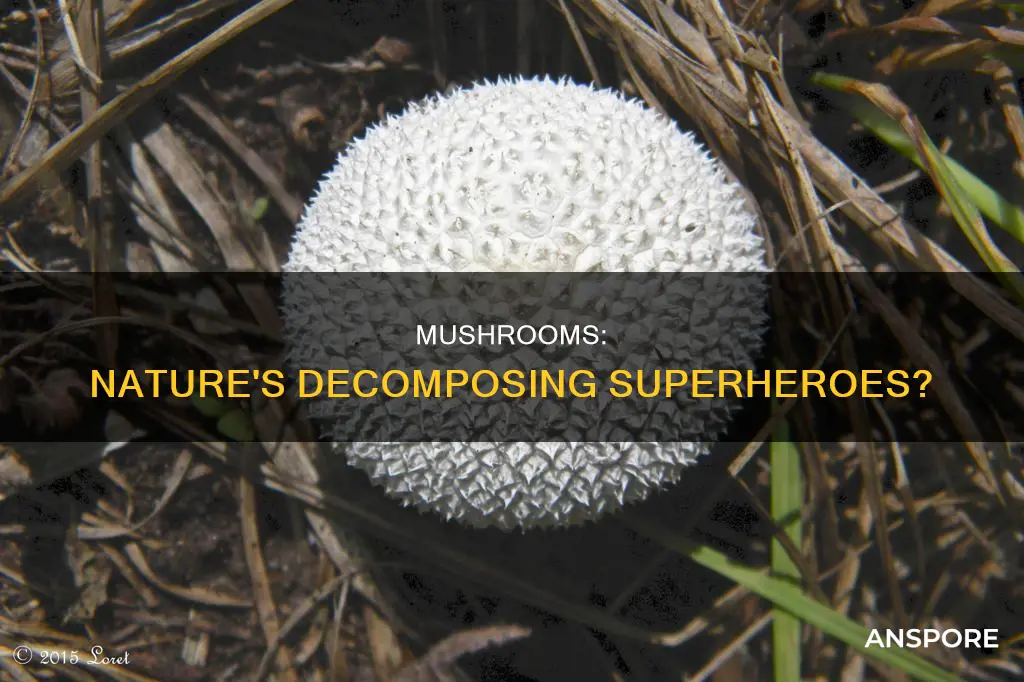 is a mushroom a decomposer