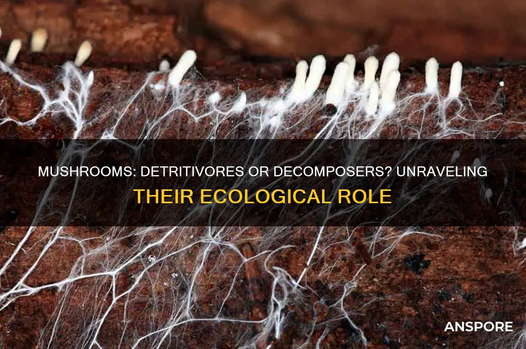 is a mushroom a detritivore or decomposer