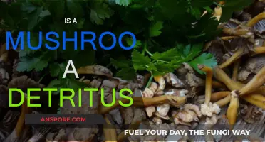 Mushroom Mystery: What's the Deal with Detritus?