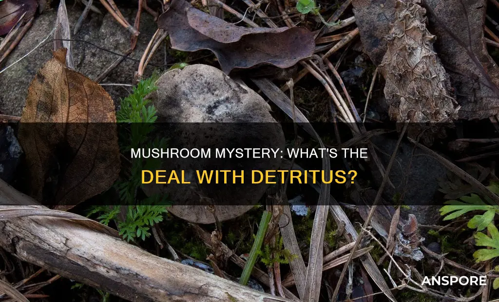 is a mushroom a detritus