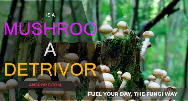 Mushrooms: Nature's Detritivores and Their Role