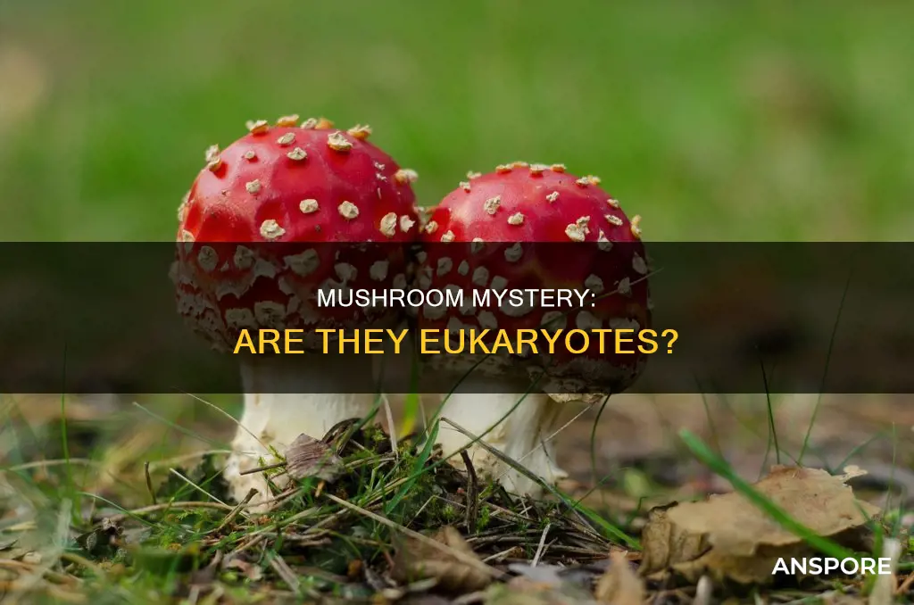 is a mushroom a eukaryote