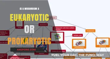 Mushrooms: Understanding Their Eukaryotic or Prokaryotic Classification