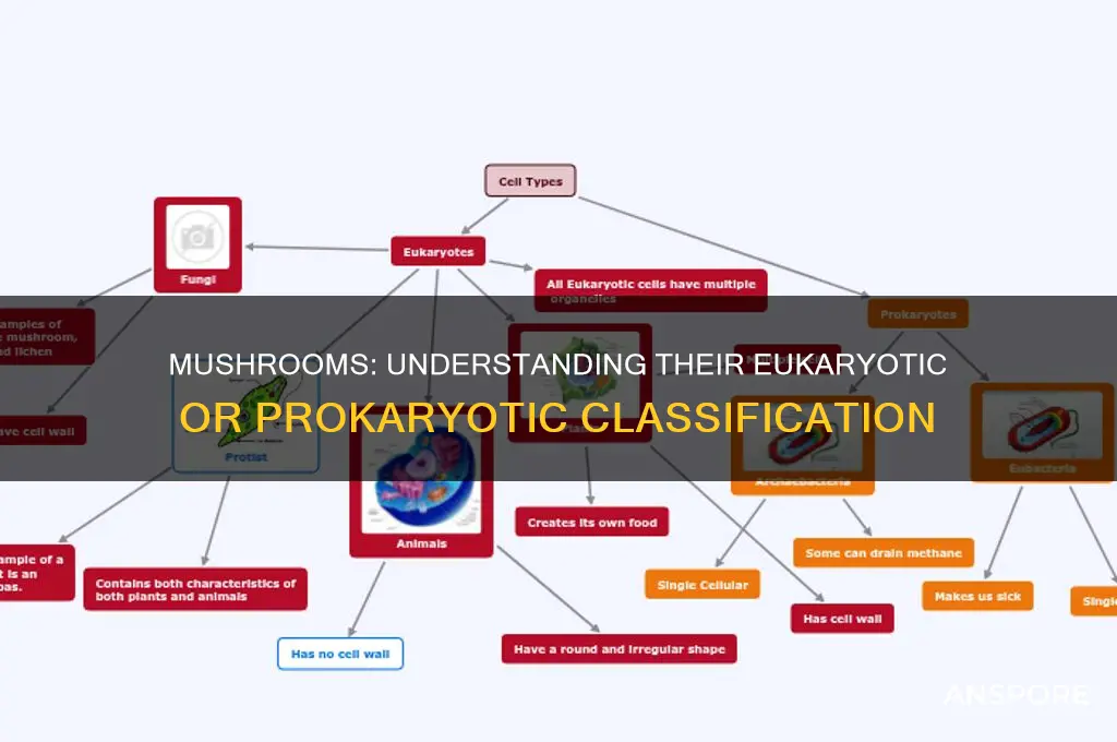 is a mushroom a eukaryotic or prokaryotic