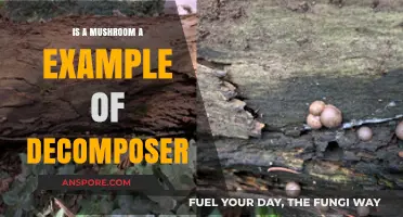 Mushrooms as Decomposers: Unveiling Their Role in Ecosystem Recycling