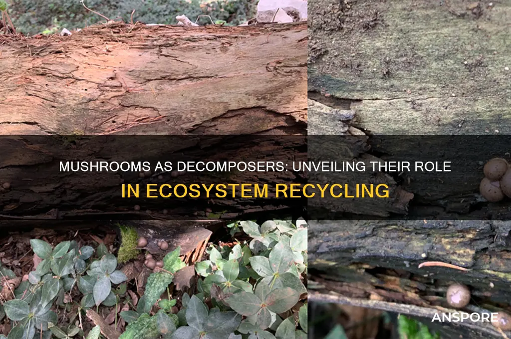 is a mushroom a example of decomposer