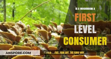 Are Mushrooms First-Level Consumers? Exploring Their Role in Ecosystems