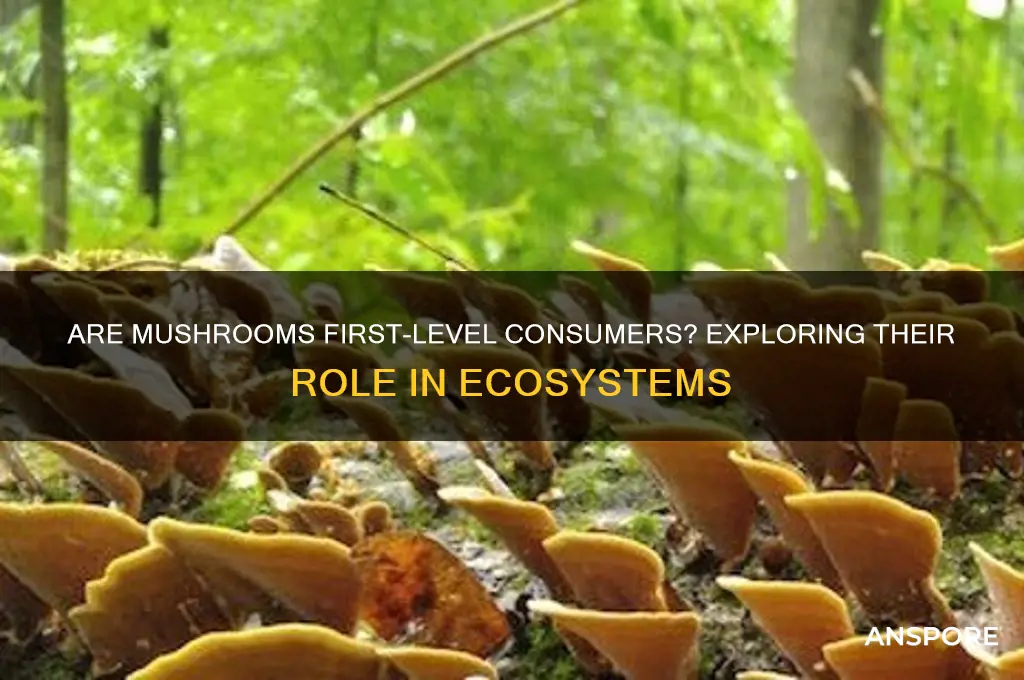 is a mushroom a first level consumer