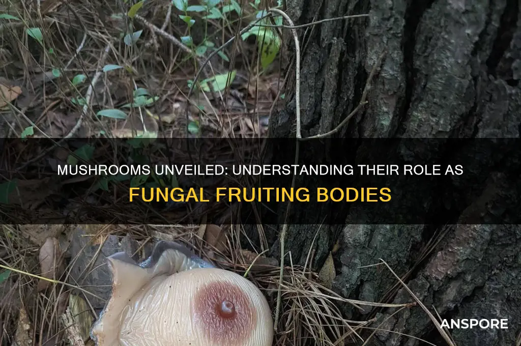 is a mushroom a fruiting body