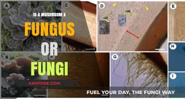 Mushrooms: Understanding Their Classification as Fungus or Fungi