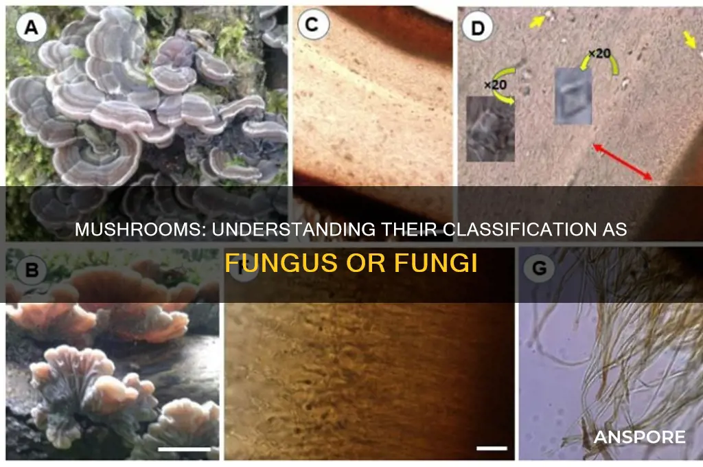 is a mushroom a fungus or fungi