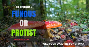 Mushrooms: Fungus or Protist? Unraveling the Biological Mystery