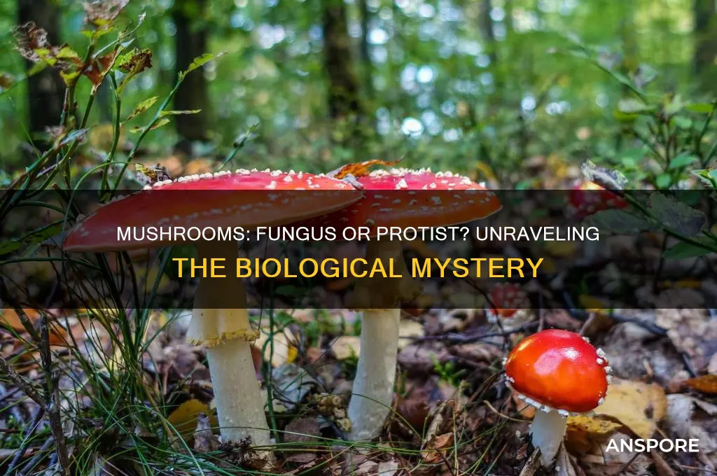 is a mushroom a fungus or protist