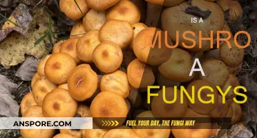 Mushrooms: Fungi's Unique and Tasty Fruit