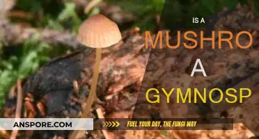 Mushrooms: Gymnosperm or Not?