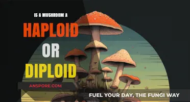 Mushroom Ploidy Explained: Haploid or Diploid Life Cycle?
