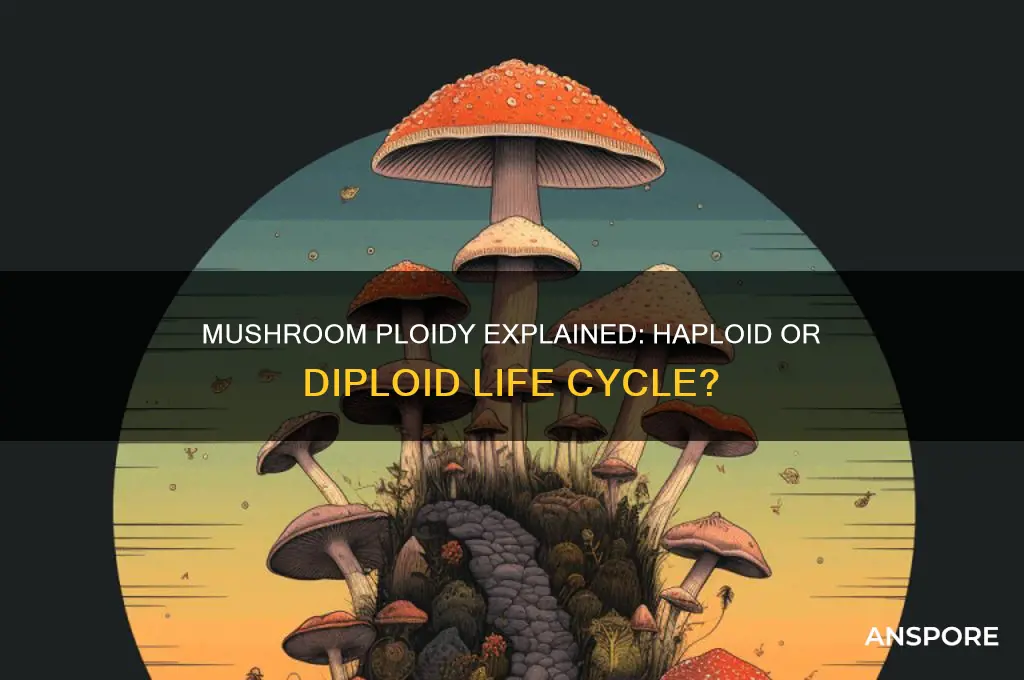 is a mushroom a haploid or diploid